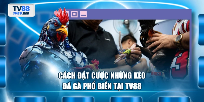 Cách đặt cược những kèo đá gà phổ biến tại TV88