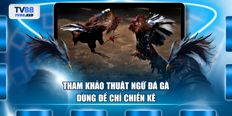 Tham khảo thuật ngữ đá gà dùng để chỉ chiến kê