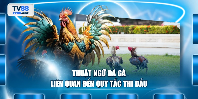 Thuật ngữ đá gà liên quan đến quy tắc thi đấu