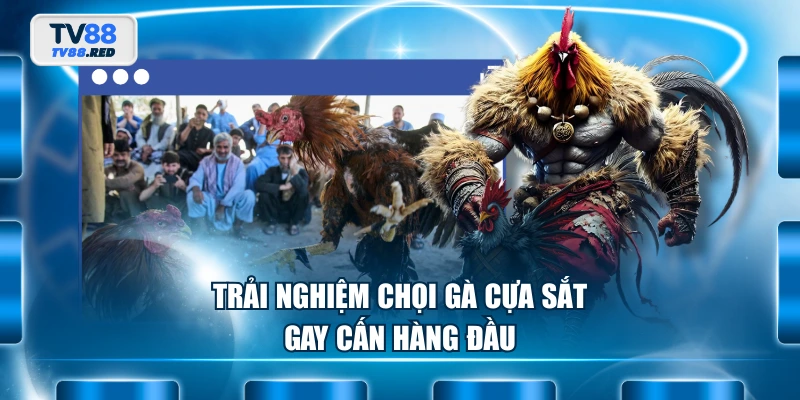 Trải nghiệm chọi gà cựa sắt gay cấn hàng đầu